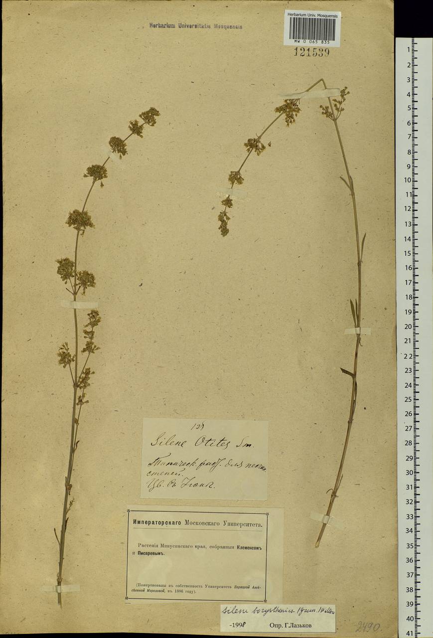 Silene wolgensis (Hornem.) Otth, Siberia, Altai & Sayany Mountains (S2) (Russia)