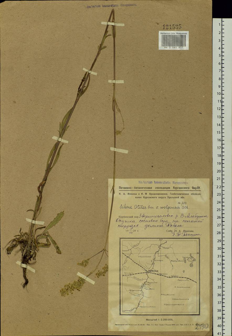 Silene wolgensis (Hornem.) Otth, Siberia, Western Siberia (S1) (Russia)