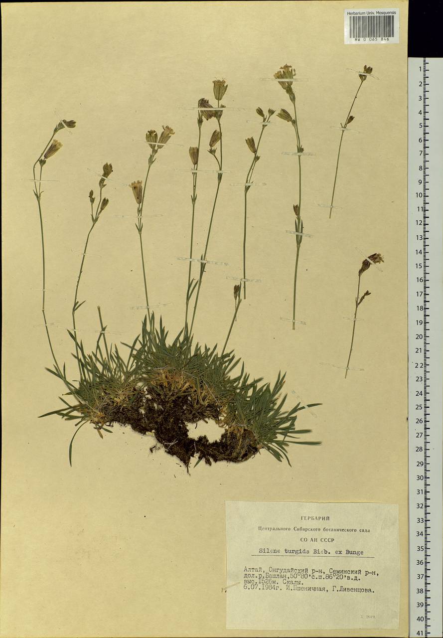 Silene turgida Bieb. ex Bunge, Siberia, Altai & Sayany Mountains (S2) (Russia)
