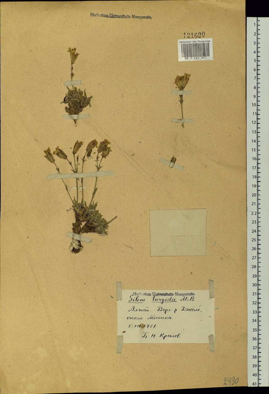 Silene turgida Bieb. ex Bunge, Siberia, Altai & Sayany Mountains (S2) (Russia)