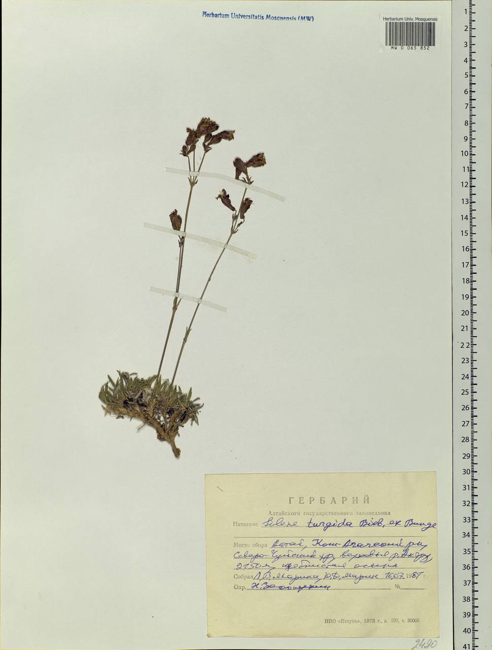 Silene turgida Bieb. ex Bunge, Siberia, Altai & Sayany Mountains (S2) (Russia)