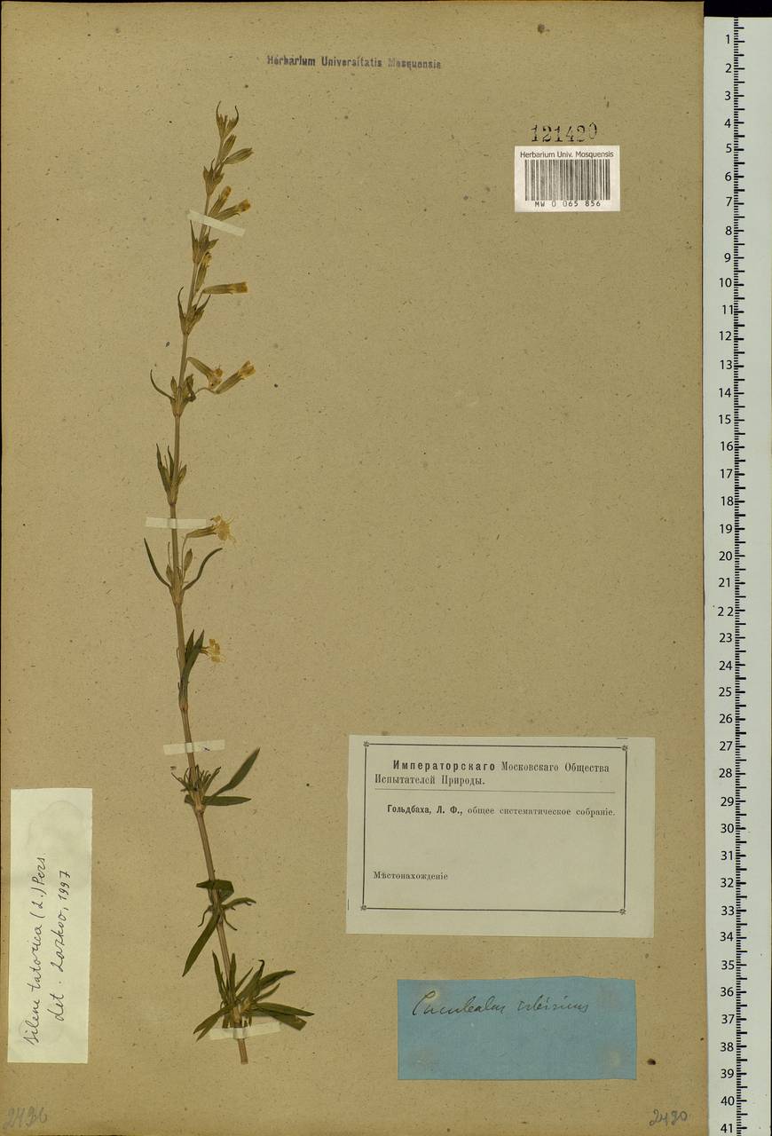Silene tatarica (L.) Pers., Siberia, Western Siberia (S1) (Russia)