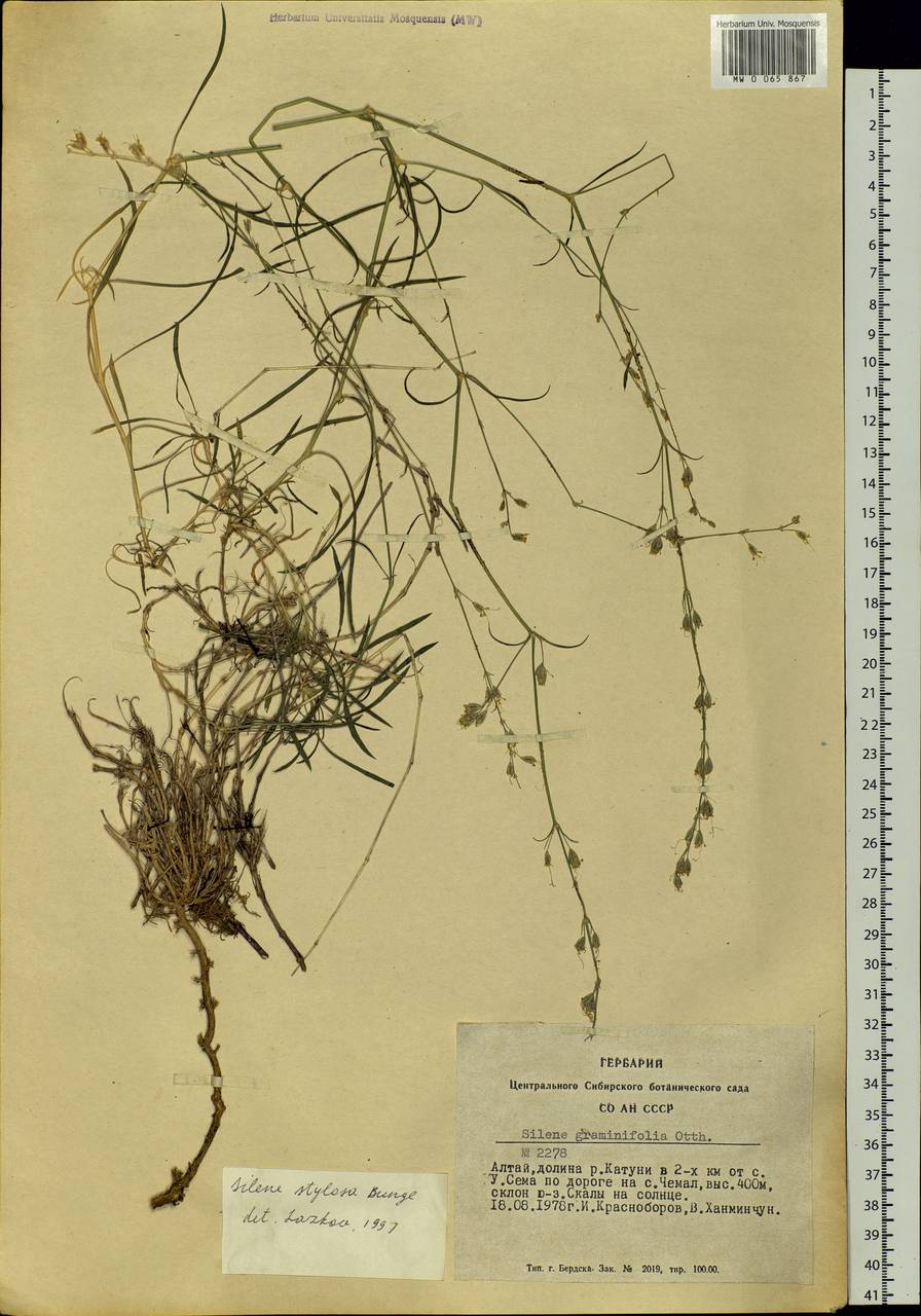 Silene graminifolia Otth, Siberia, Altai & Sayany Mountains (S2) (Russia)