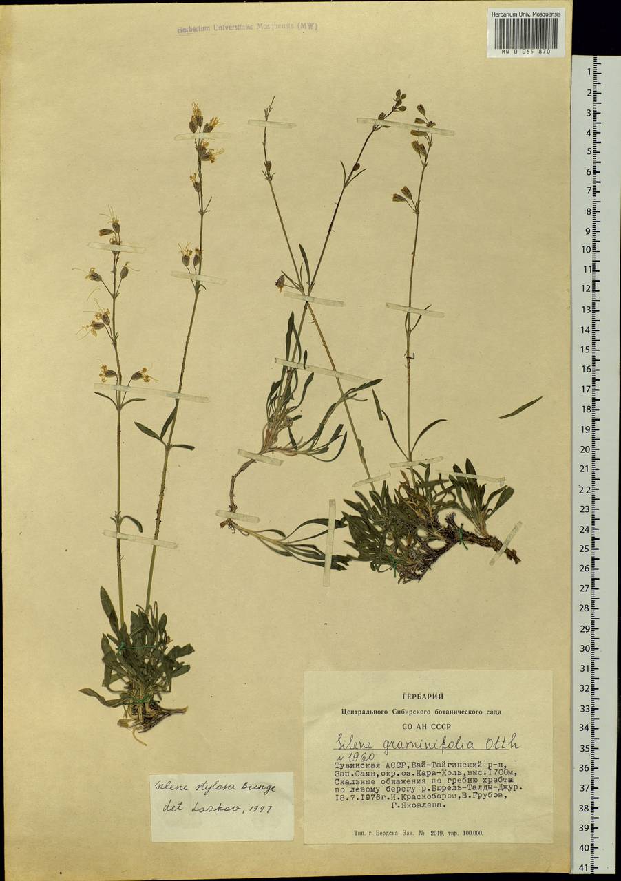 Silene graminifolia Otth, Siberia, Altai & Sayany Mountains (S2) (Russia)