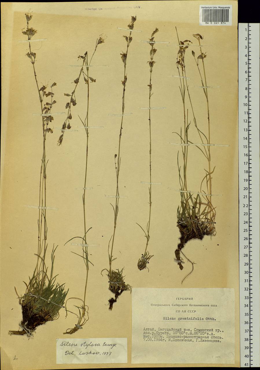 Silene graminifolia Otth, Siberia, Altai & Sayany Mountains (S2) (Russia)
