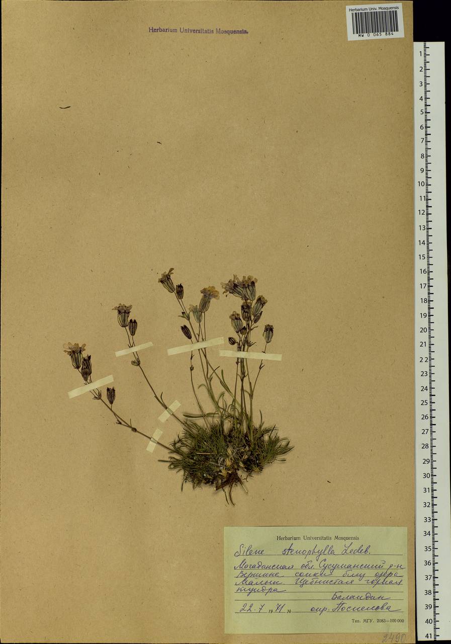 Silene stenophylla Ledeb., Siberia, Chukotka & Kamchatka (S7) (Russia)