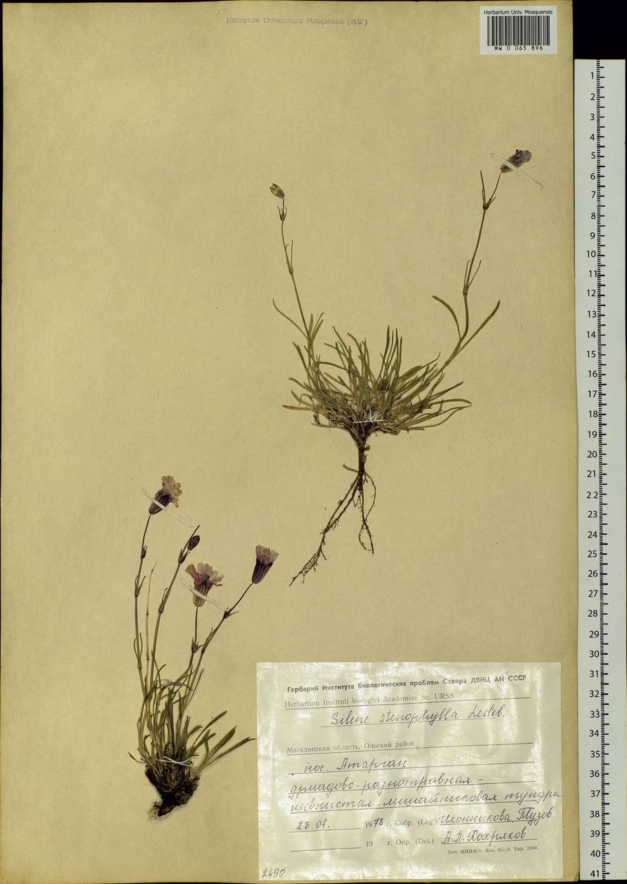Silene stenophylla Ledeb., Siberia, Chukotka & Kamchatka (S7) (Russia)
