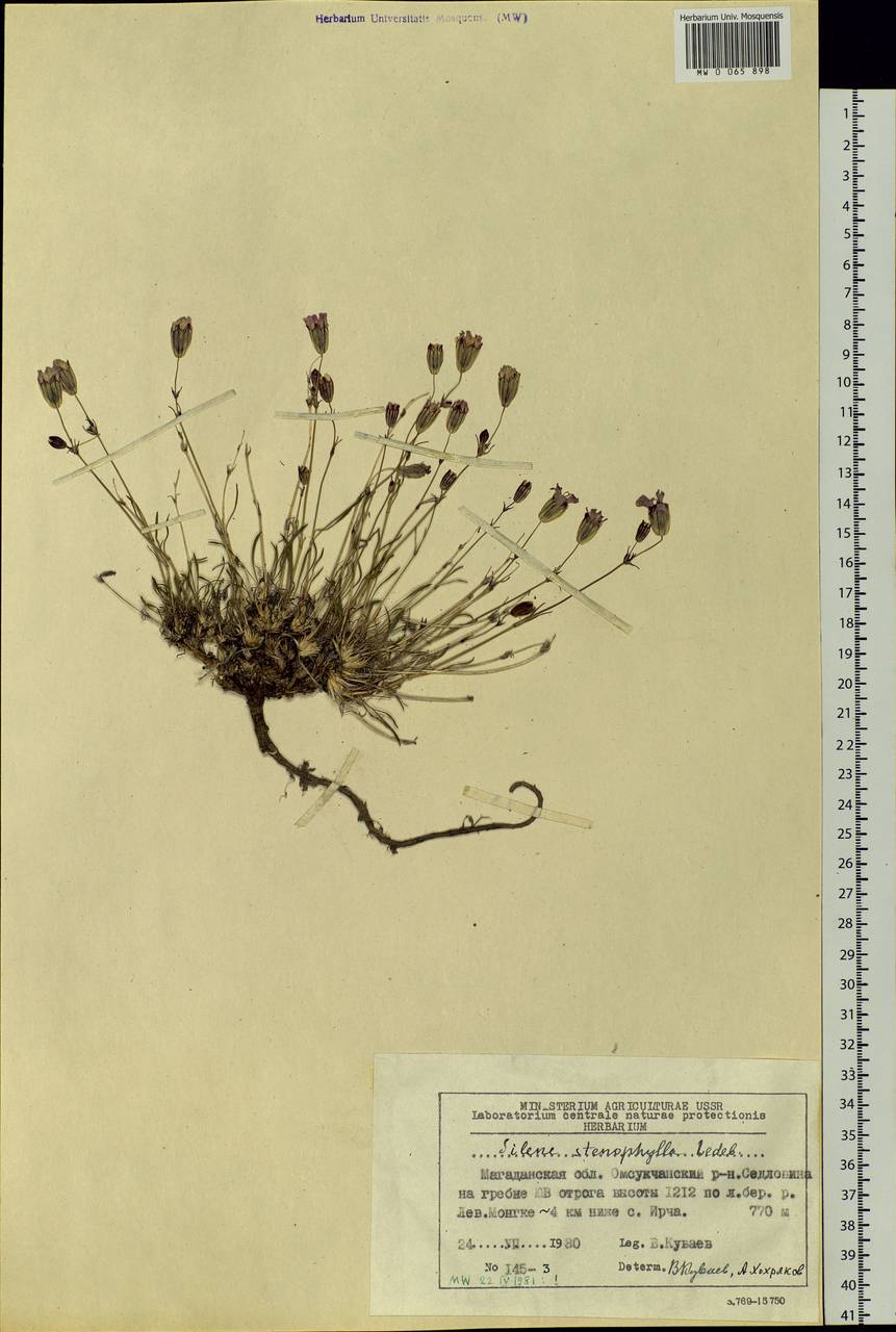 Silene stenophylla Ledeb., Siberia, Chukotka & Kamchatka (S7) (Russia)