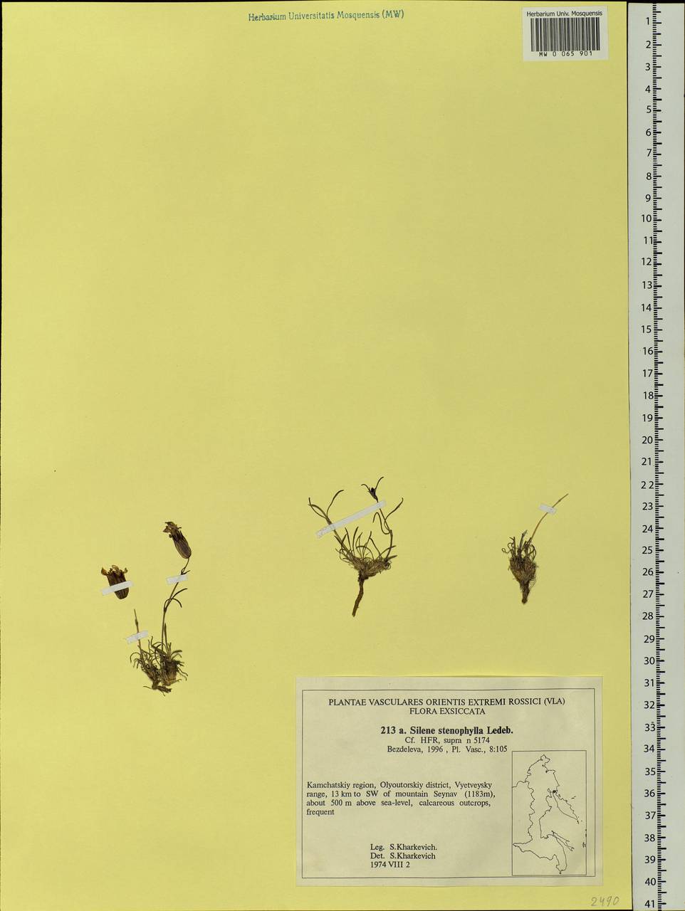 Silene stenophylla Ledeb., Siberia, Chukotka & Kamchatka (S7) (Russia)