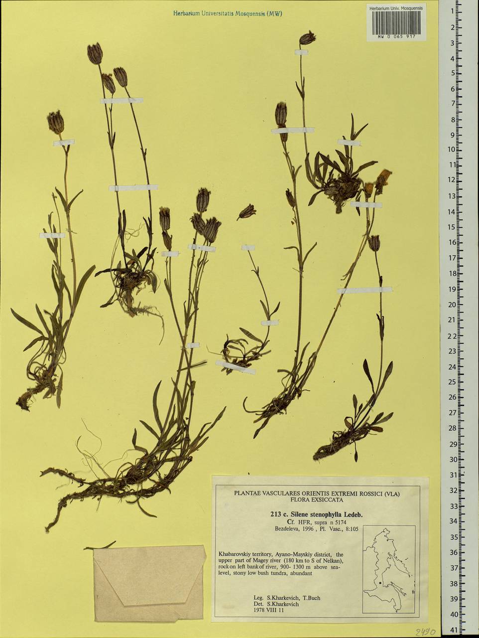 Silene stenophylla Ledeb., Siberia, Russian Far East (S6) (Russia)