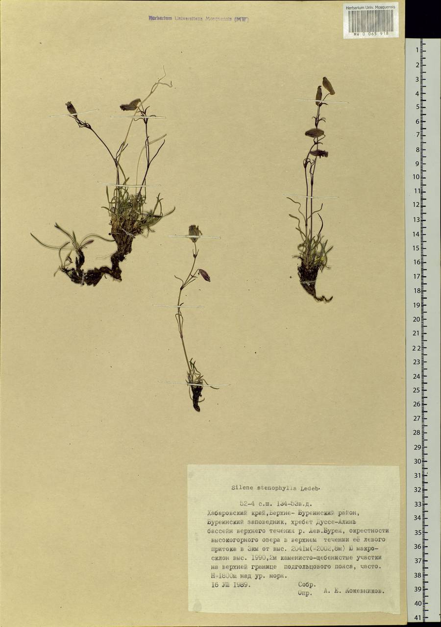 Silene stenophylla Ledeb., Siberia, Russian Far East (S6) (Russia)