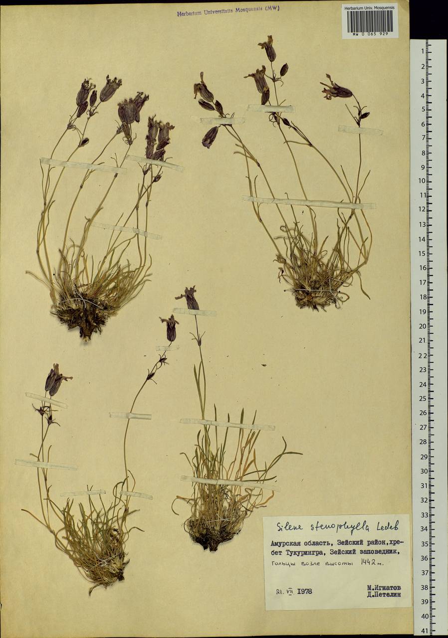 Silene stenophylla Ledeb., Siberia, Russian Far East (S6) (Russia)