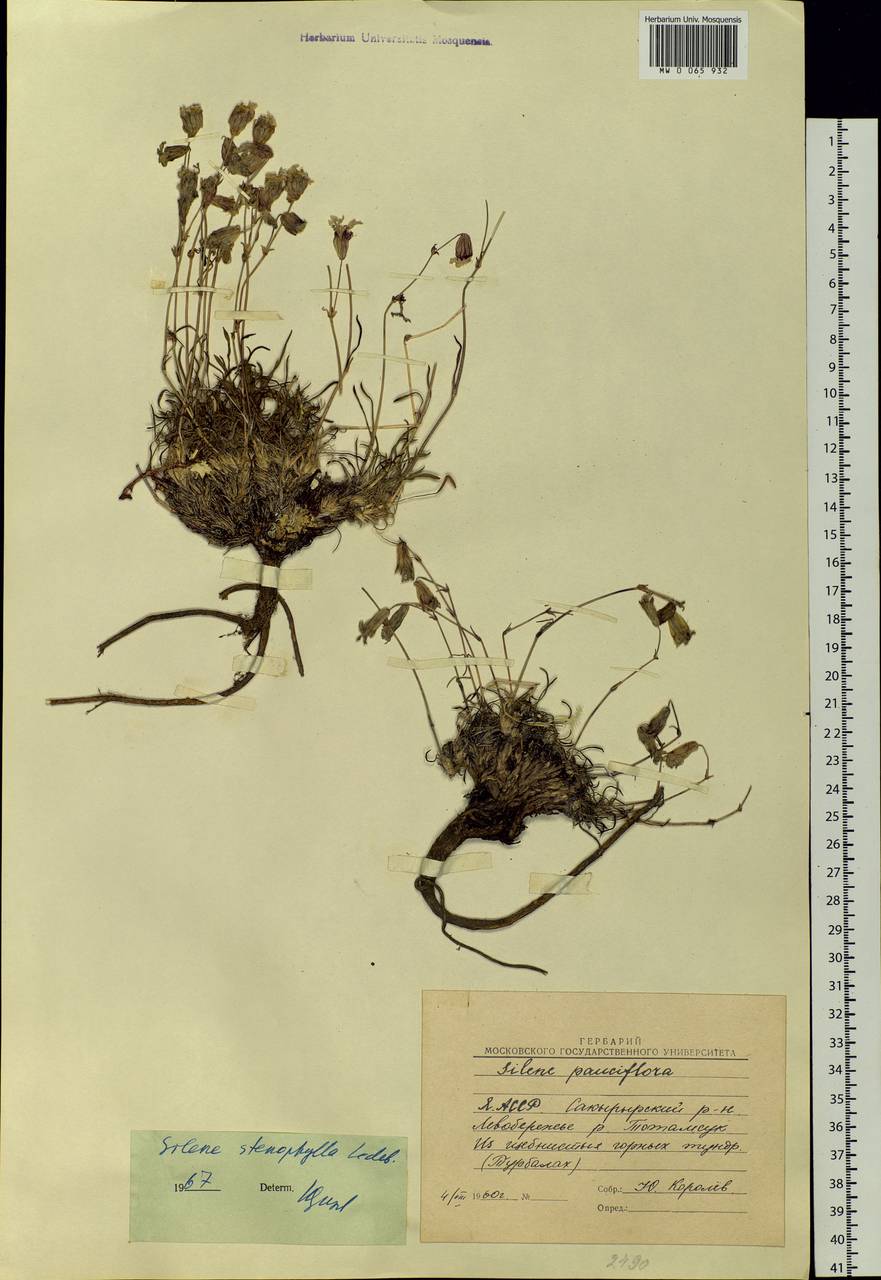 Silene stenophylla Ledeb., Siberia, Yakutia (S5) (Russia)