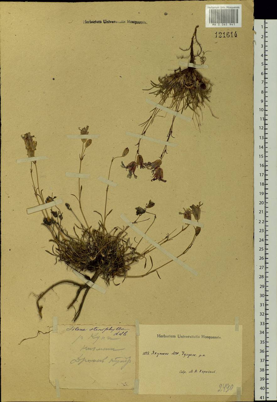 Silene stenophylla Ledeb., Siberia, Yakutia (S5) (Russia)