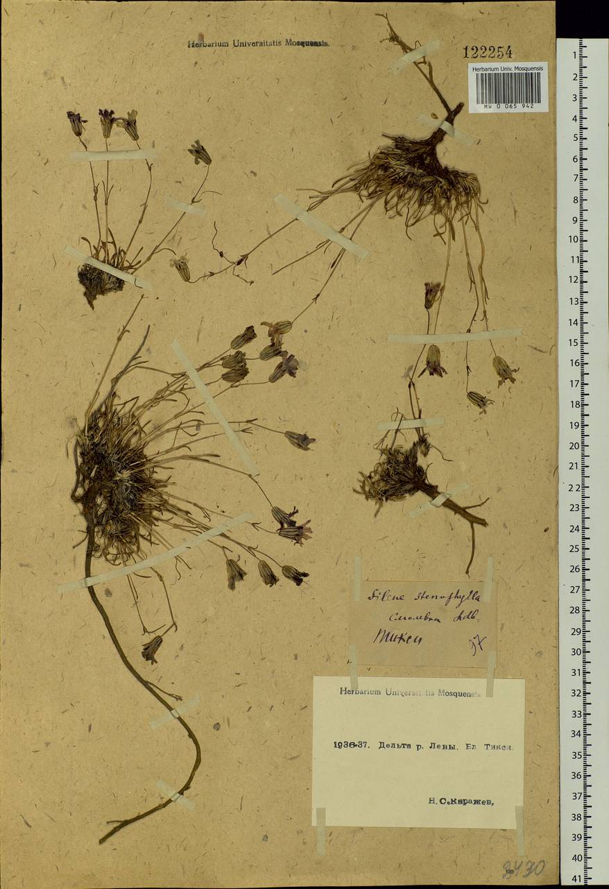 Silene stenophylla Ledeb., Siberia, Yakutia (S5) (Russia)