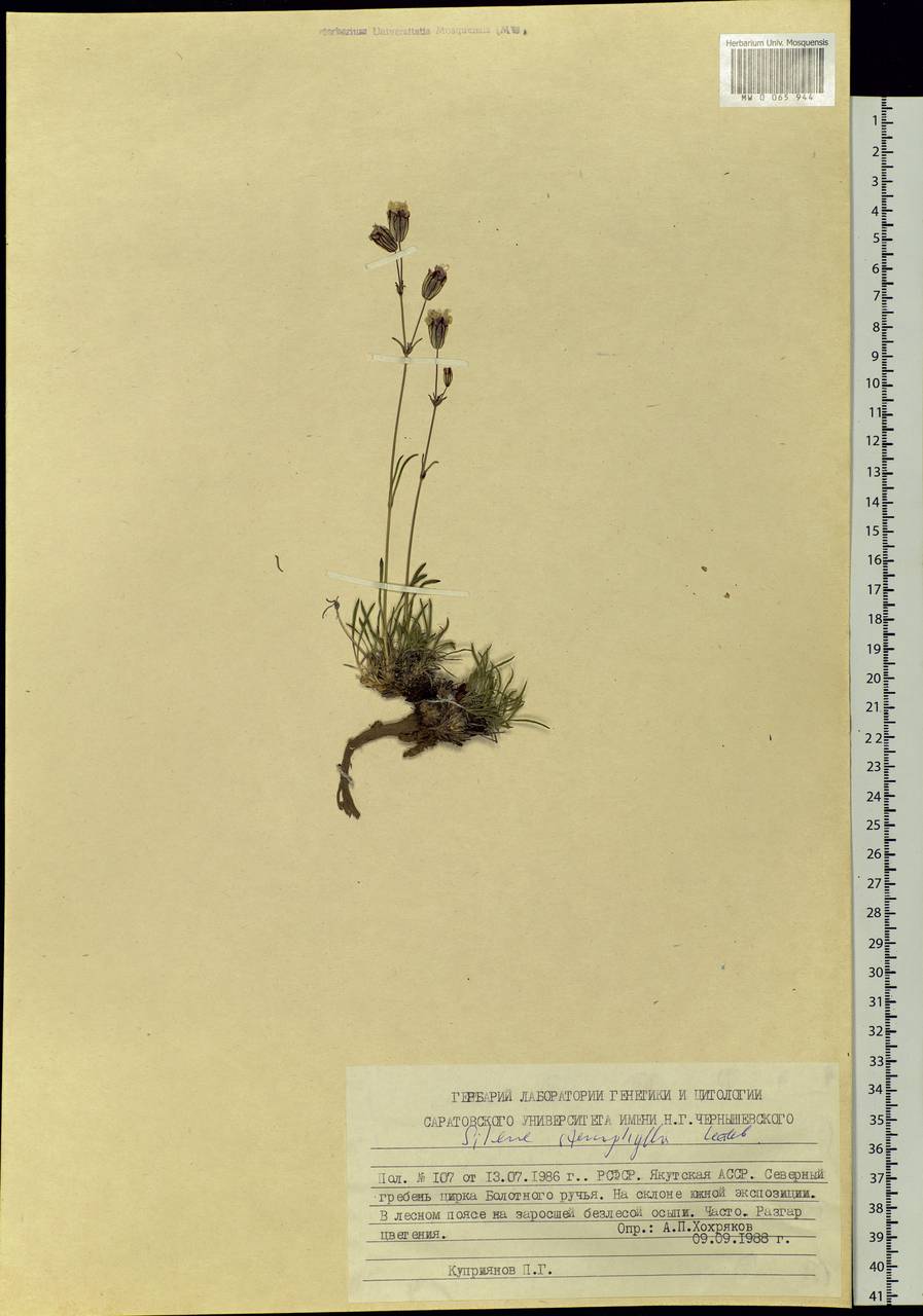 Silene stenophylla Ledeb., Siberia, Yakutia (S5) (Russia)