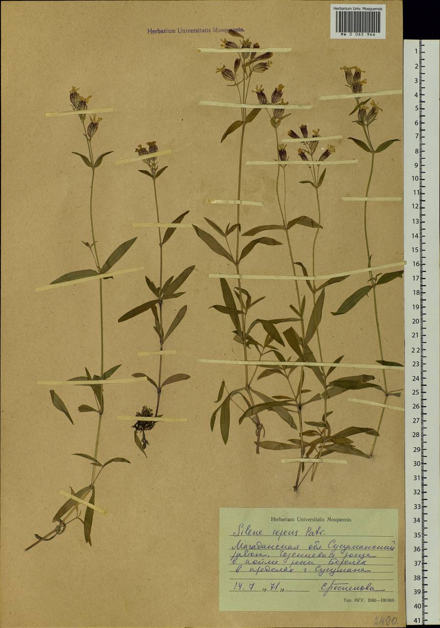 Silene repens Patrin, Siberia, Chukotka & Kamchatka (S7) (Russia)