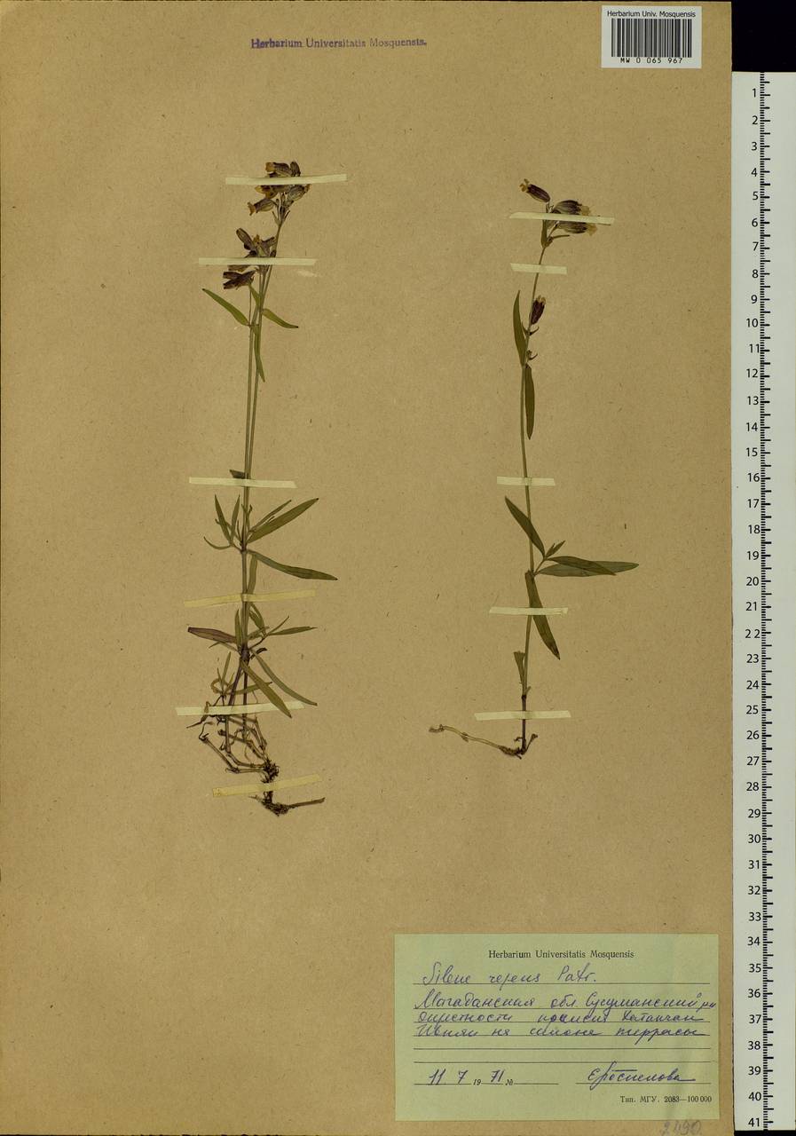 Silene repens Patrin, Siberia, Chukotka & Kamchatka (S7) (Russia)