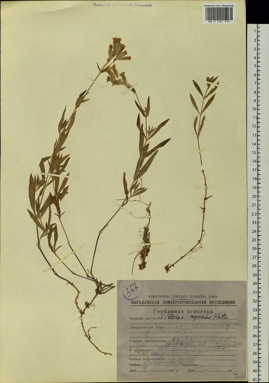 Silene repens Patrin, Siberia, Chukotka & Kamchatka (S7) (Russia)