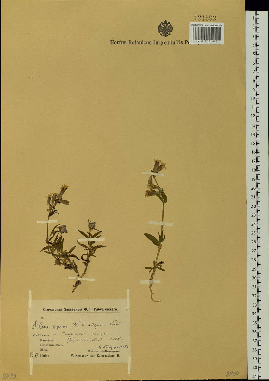 Silene repens Patrin, Siberia, Chukotka & Kamchatka (S7) (Russia)