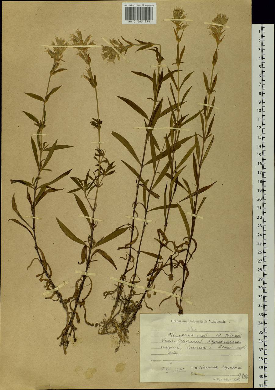 Silene repens Patrin, Siberia, Russian Far East (S6) (Russia)