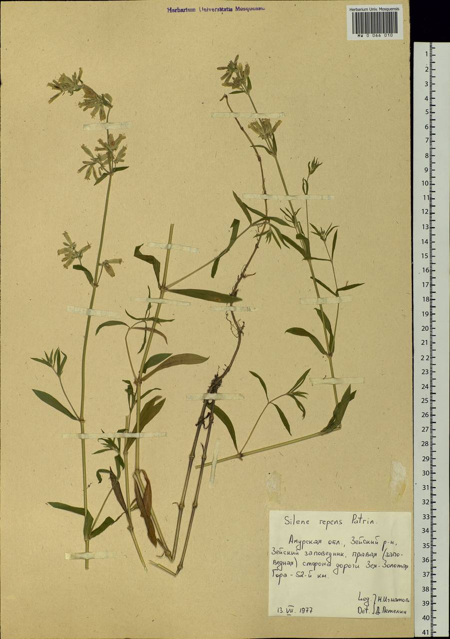 Silene repens Patrin, Siberia, Russian Far East (S6) (Russia)