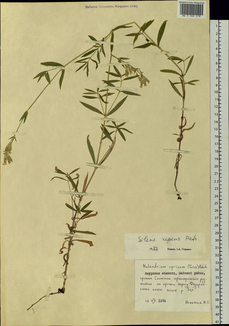 Silene repens Patrin, Siberia, Russian Far East (S6) (Russia)