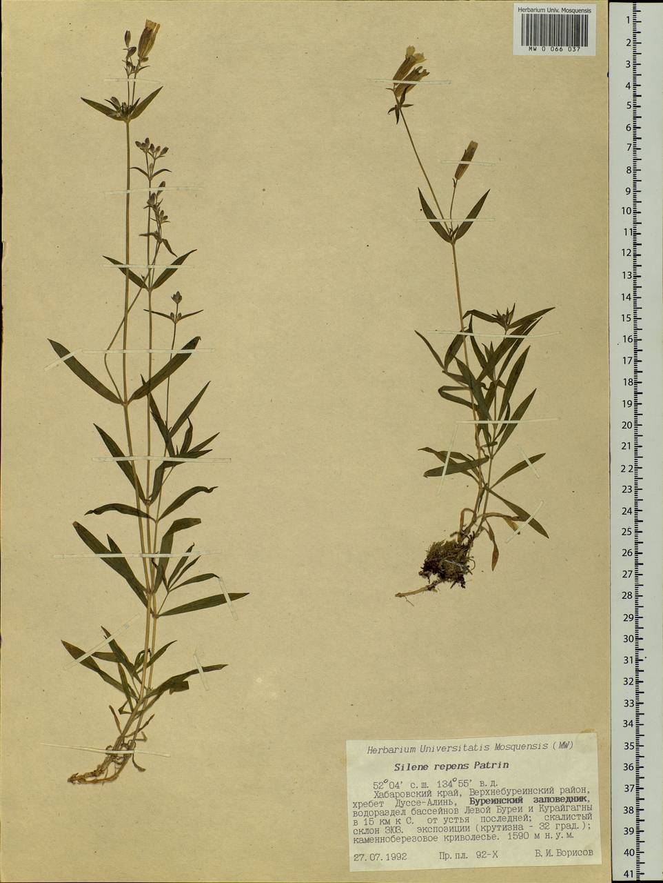 Silene repens Patrin, Siberia, Russian Far East (S6) (Russia)