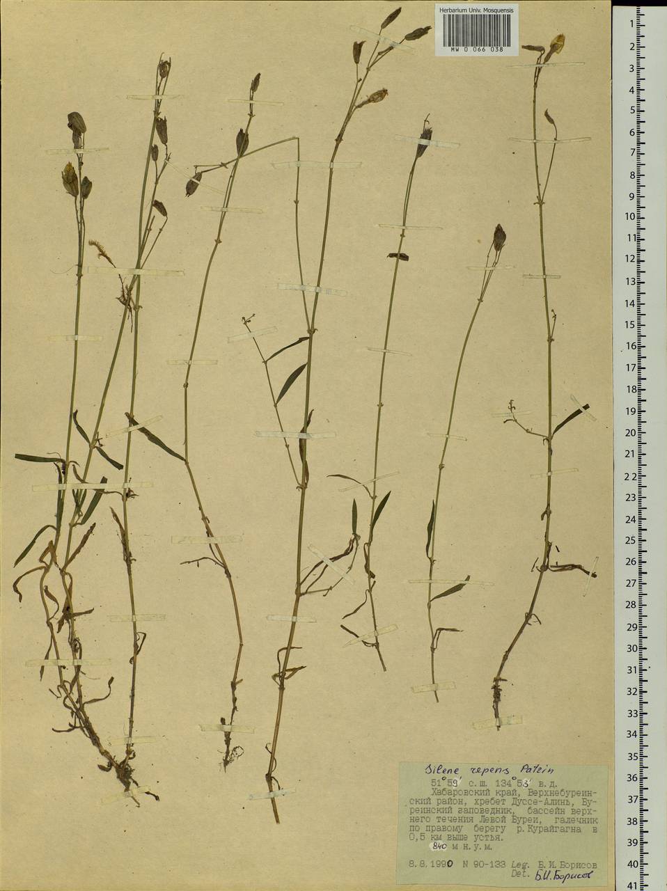 Silene repens Patrin, Siberia, Russian Far East (S6) (Russia)