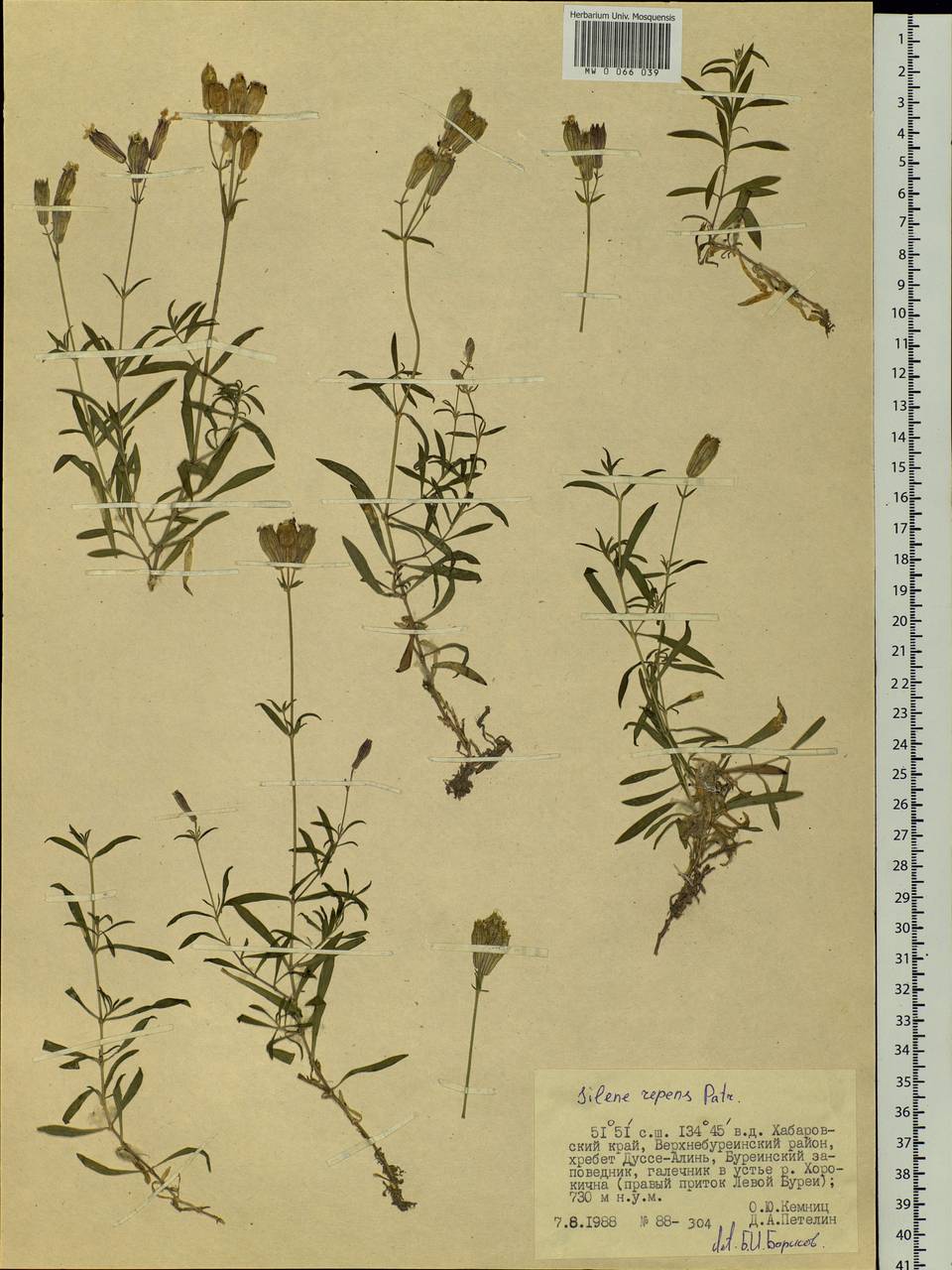 Silene repens Patrin, Siberia, Russian Far East (S6) (Russia)