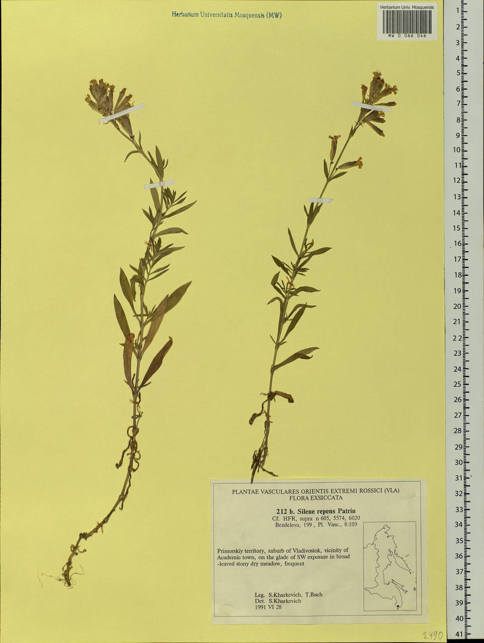 Silene repens Patrin, Siberia, Russian Far East (S6) (Russia)