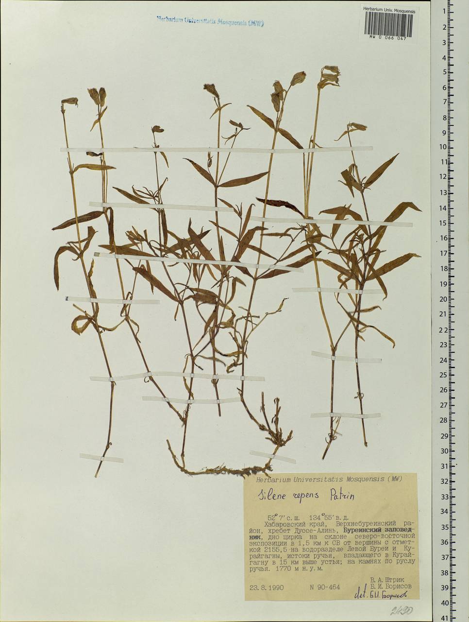 Silene repens Patrin, Siberia, Russian Far East (S6) (Russia)