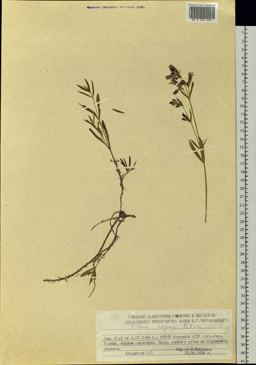 Silene repens Patrin, Siberia, Yakutia (S5) (Russia)
