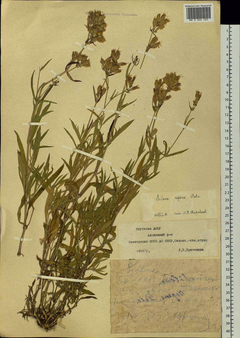 Silene repens Patrin, Siberia, Yakutia (S5) (Russia)