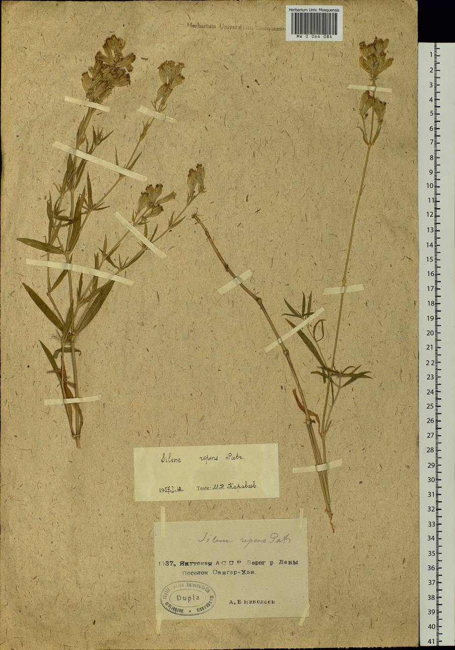 Silene repens Patrin, Siberia, Yakutia (S5) (Russia)