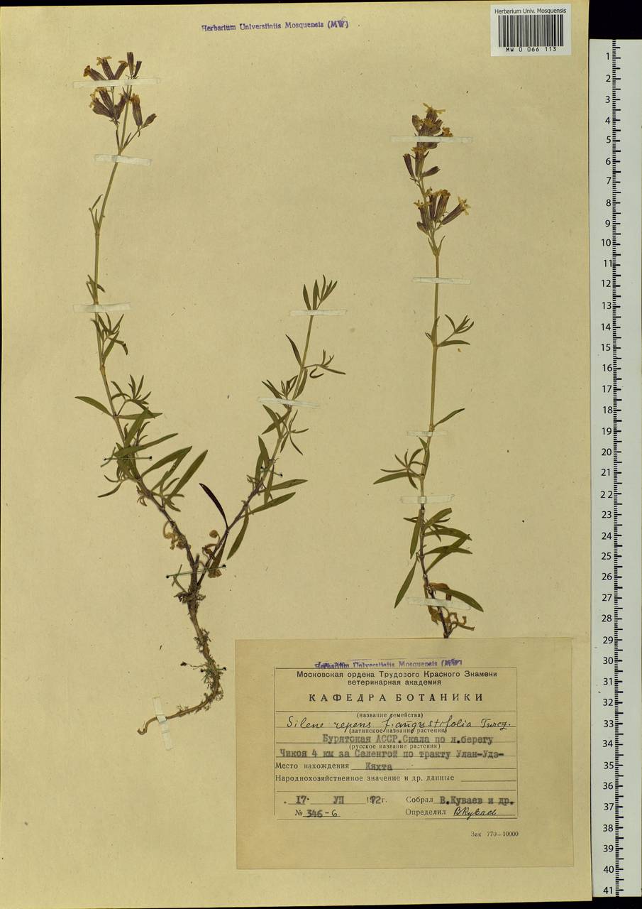Silene repens Patrin, Siberia, Baikal & Transbaikal region (S4) (Russia)