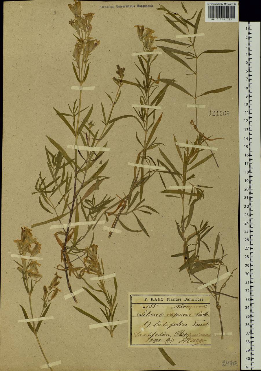 Silene repens Patrin, Siberia, Baikal & Transbaikal region (S4) (Russia)