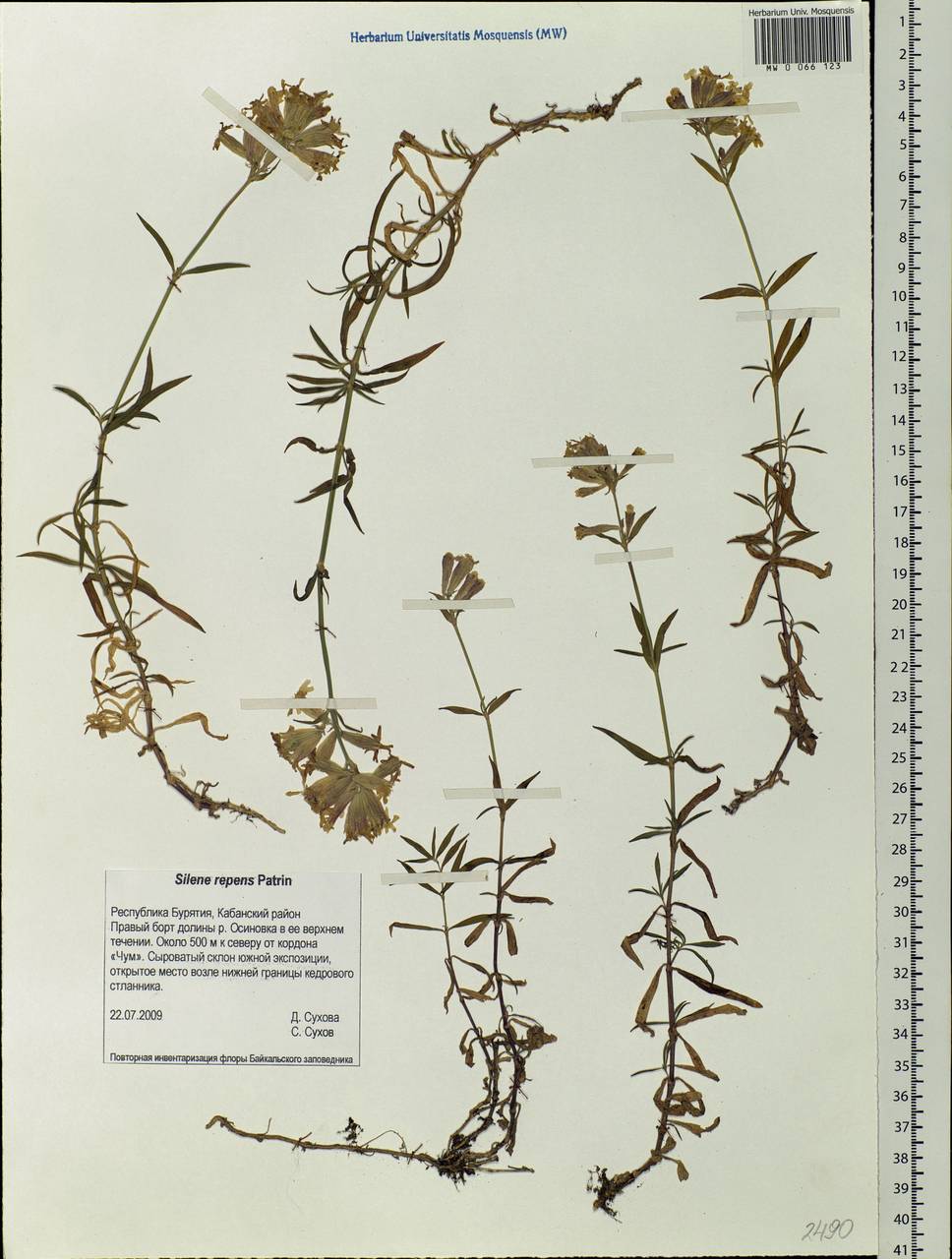 Silene repens Patrin, Siberia, Baikal & Transbaikal region (S4) (Russia)