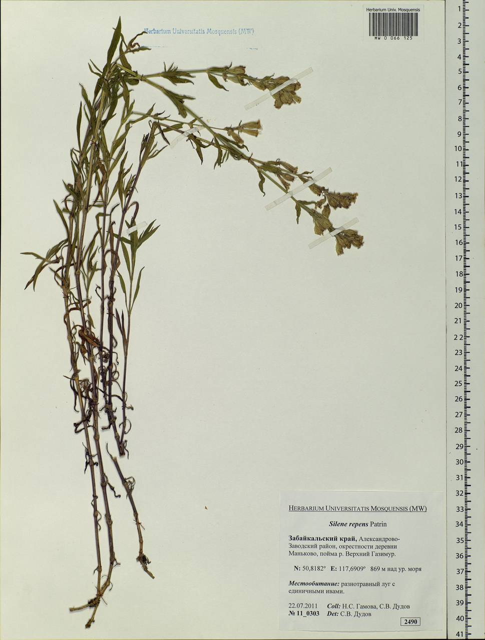 Silene repens Patrin, Siberia, Baikal & Transbaikal region (S4) (Russia)