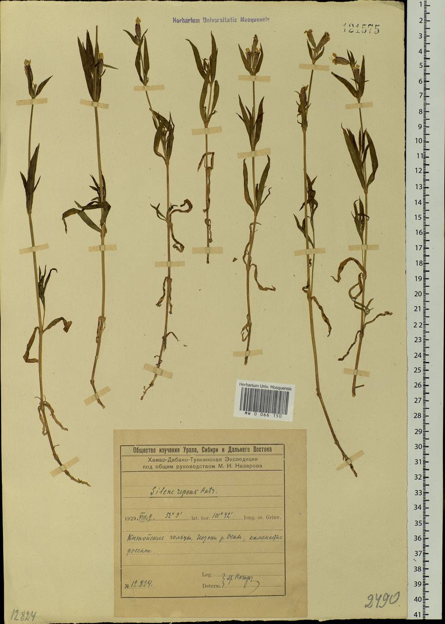 Silene repens Patrin, Siberia, Baikal & Transbaikal region (S4) (Russia)