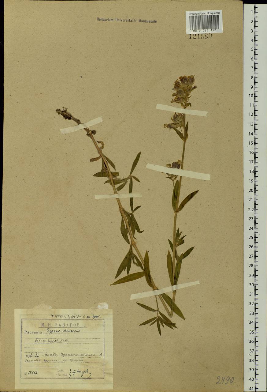 Silene repens Patrin, Siberia, Baikal & Transbaikal region (S4) (Russia)