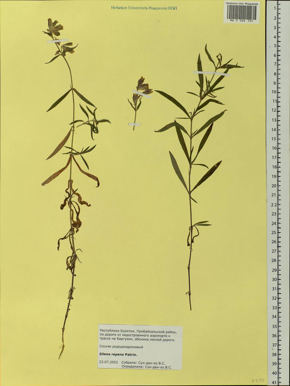 Silene repens Patrin, Siberia, Baikal & Transbaikal region (S4) (Russia)