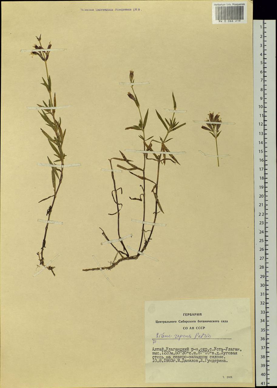 Silene repens Patrin, Siberia, Altai & Sayany Mountains (S2) (Russia)