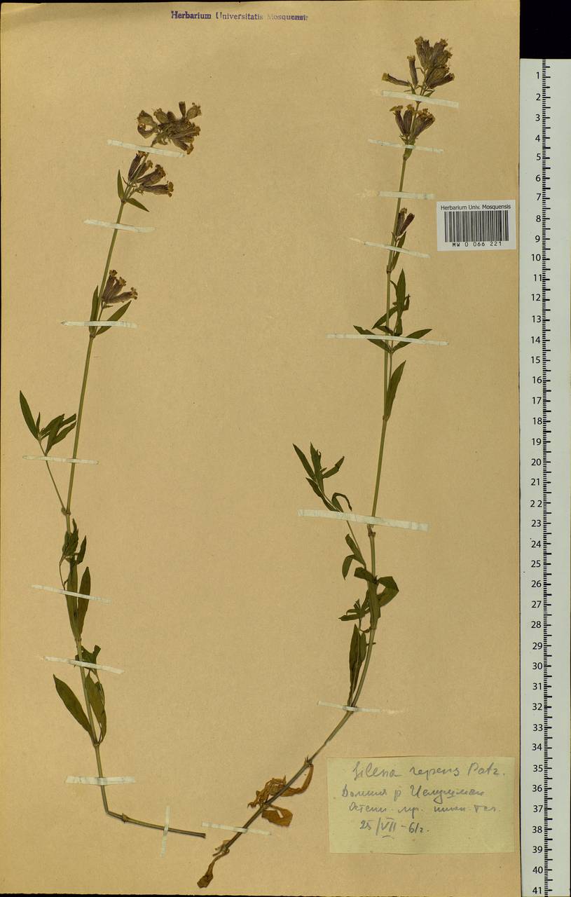 Silene repens Patrin, Siberia, Altai & Sayany Mountains (S2) (Russia)