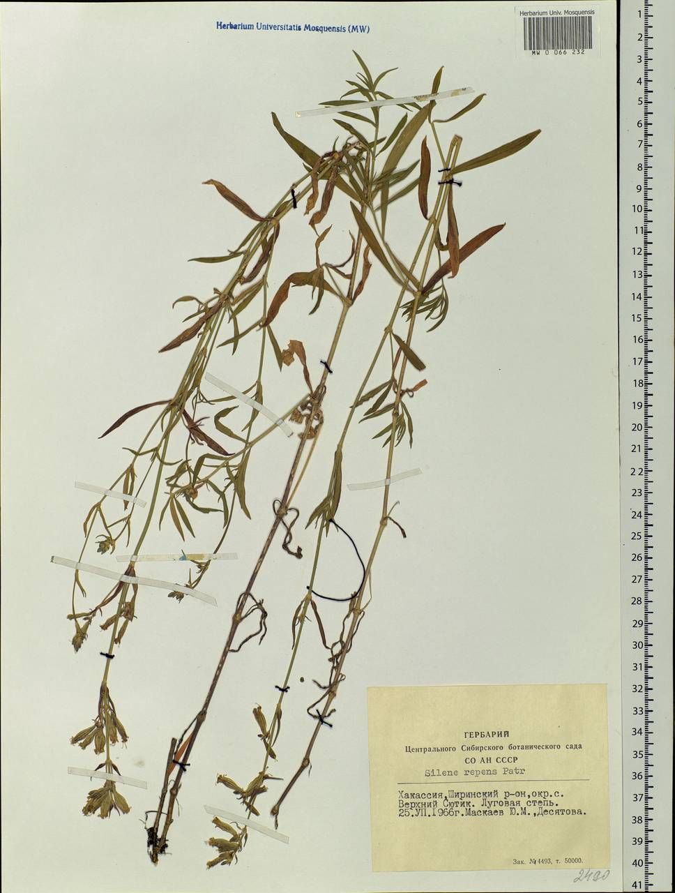 Silene repens Patrin, Siberia, Altai & Sayany Mountains (S2) (Russia)