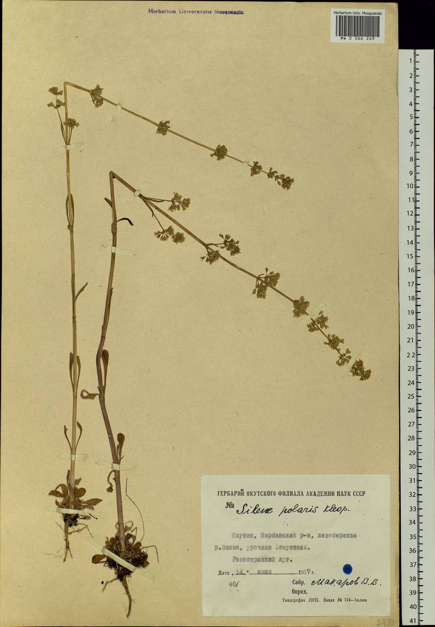Silene baschkirorum Janisch., Siberia, Yakutia (S5) (Russia)
