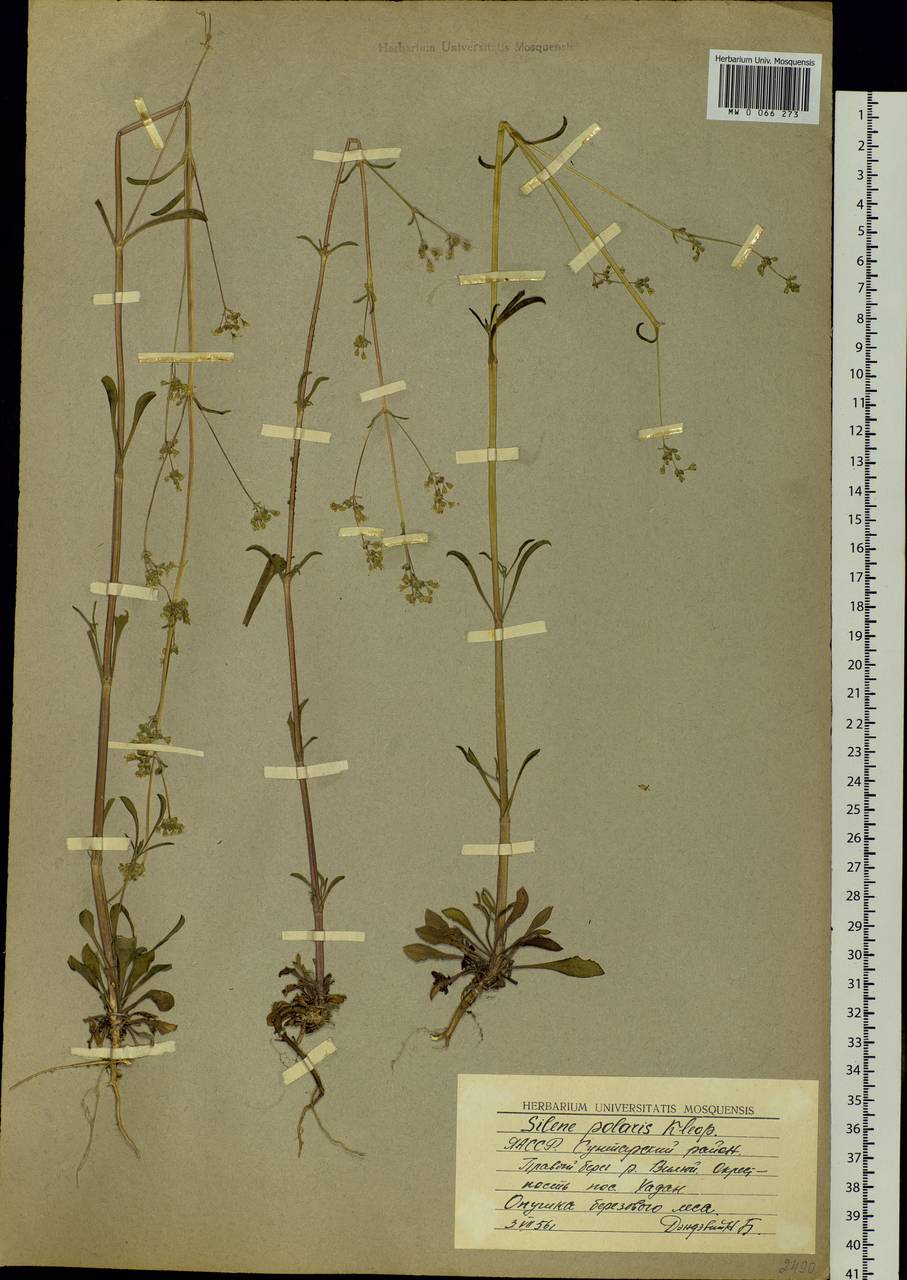 Silene baschkirorum Janisch., Siberia, Yakutia (S5) (Russia)