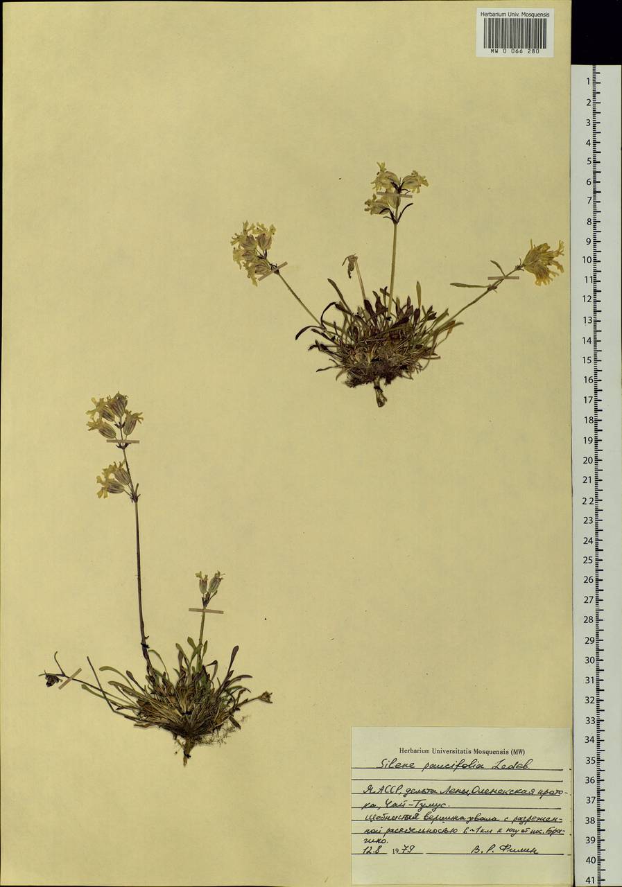 Silene chamarensis Turcz., Siberia, Yakutia (S5) (Russia)