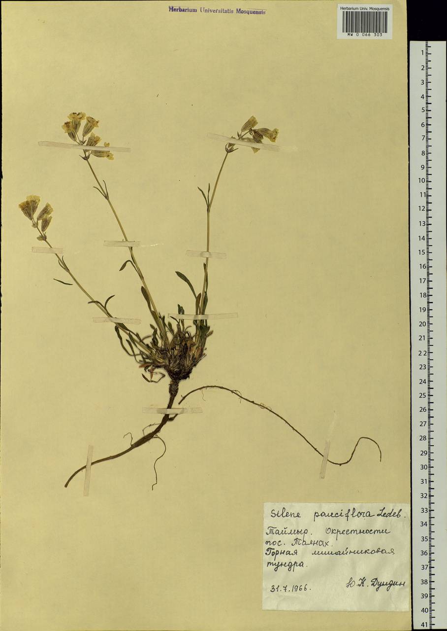 Silene chamarensis Turcz., Siberia, Central Siberia (S3) (Russia)