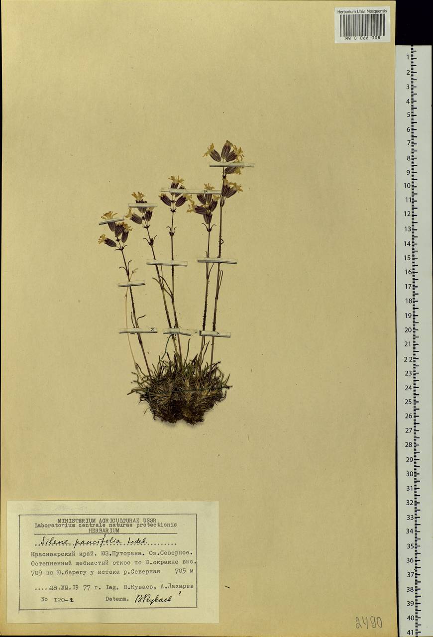 Silene chamarensis Turcz., Siberia, Central Siberia (S3) (Russia)